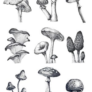 Mushroom Art Print