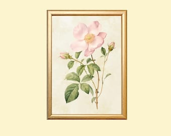 Vintage Rose Print: Botanical Farmhouse Wall Art (Digital Download)