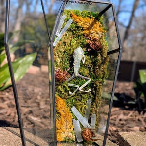 May include: A glass coffin terrarium with a white skeletal frog, moss, selenite crystals, and dried flowers.