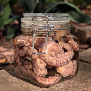 Jar of Tentacles wet specimen