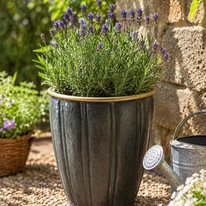 May include: A dark grey, vertically ribbed metal planter with a gold-toned rim, containing a lush lavender plant with numerous purple flower spikes. The planter has a tapered, cylindrical shape and a smooth, slightly weathered metallic finish.