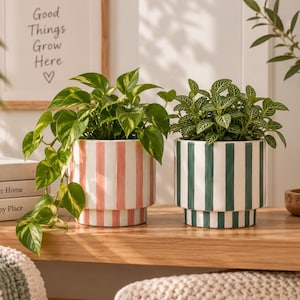 Puede incluir: Dos macetas de cerámica con forma cilíndrica escalonada y rayas verticales. Una maceta presenta rayas rosas y blancas con una planta pothos colgante, mientras que la otra tiene rayas verde oscuro y blancas con una planta fittonia.