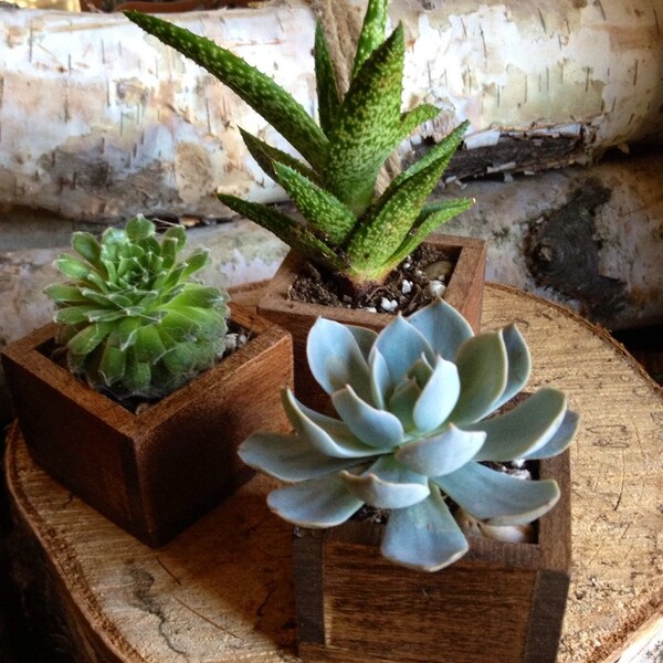 Succulent & Planter in a tiny wooden box for Home Decor or Wedding Favor. (Stained) Sold individually and can be made to order