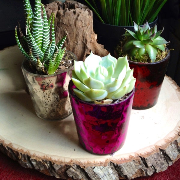 Succulent & Planter in Mercury glass votive for Home Decor or Wedding Favor. Sold individually or in sets, comes in Pink, Red, or Silver