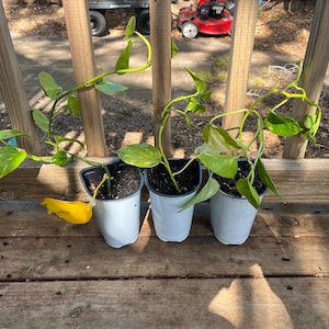 Puede incluir: Tres plantas en macetas con hojas verdes en macetas blancas. Las plantas están creciendo en una valla de madera.