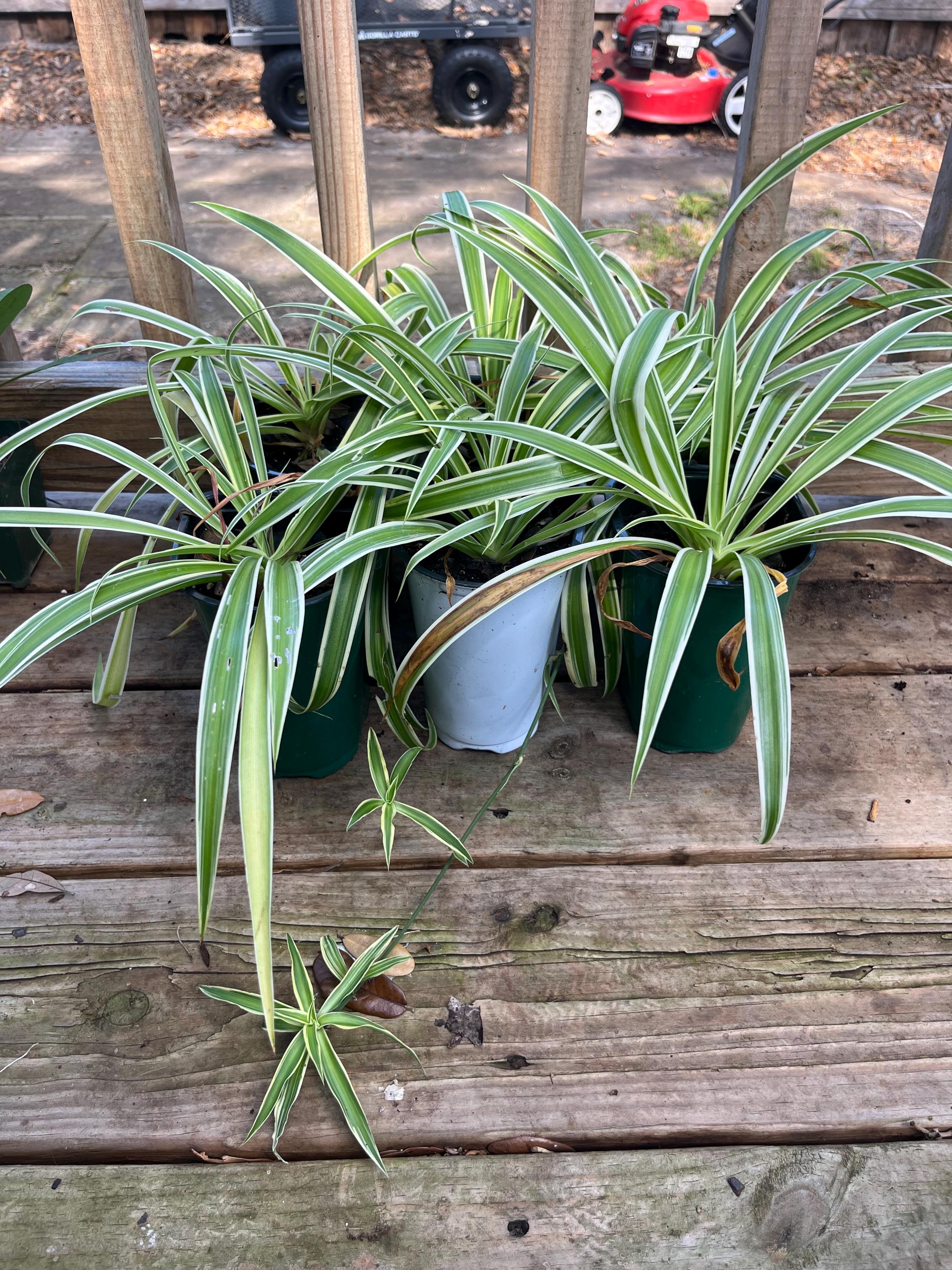 Spider Plant Mature - Etsy