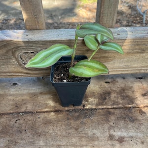 tradescantia zebrina wandering jew live rooted started plant