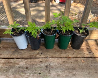 Geranio Repelente de mosquitos Citronela Plantas vivas con raíces