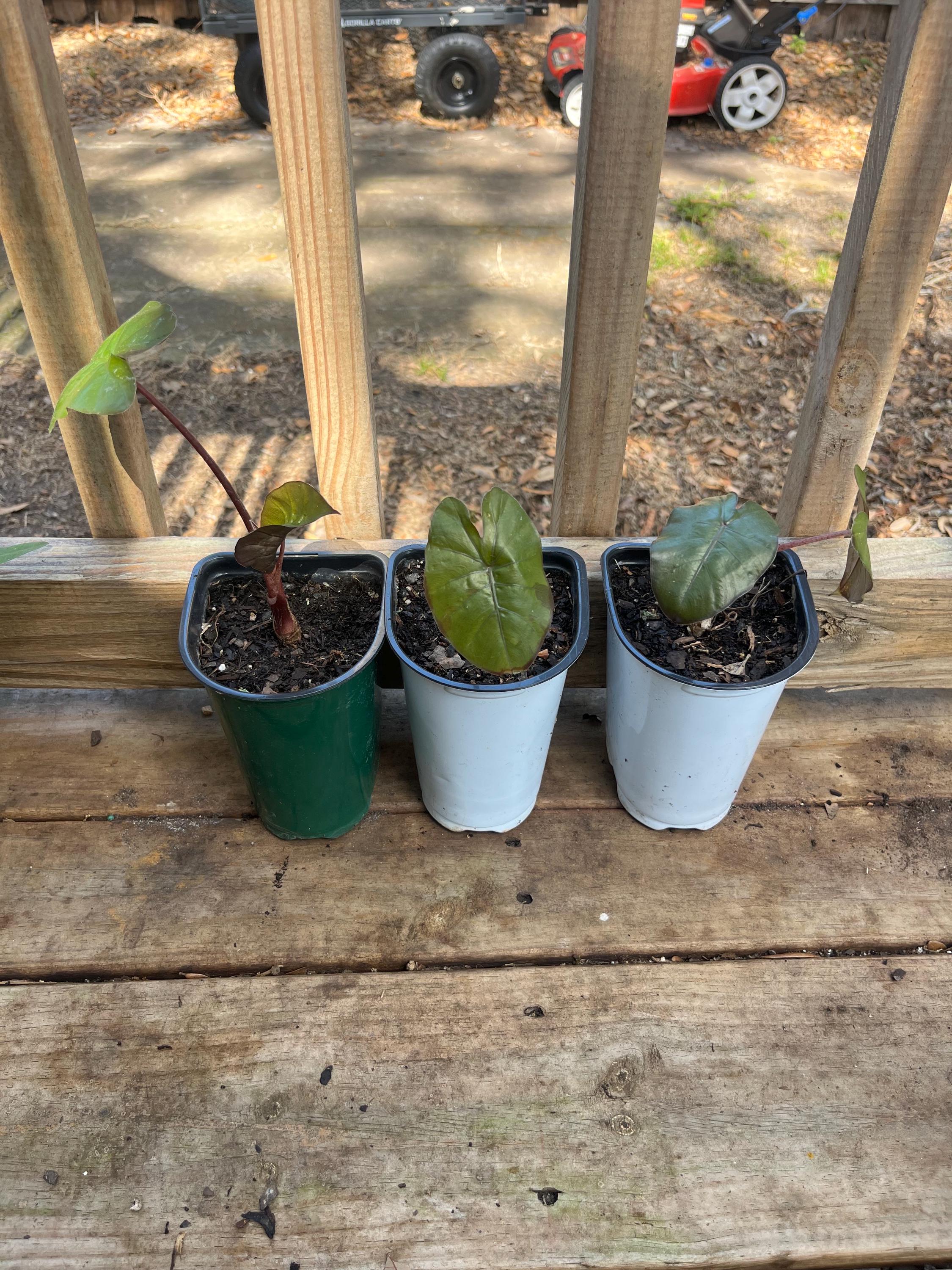 Alocasia yucatan princess - Etsy 日本