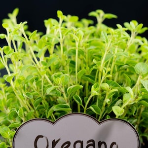 May include: A close-up of a vibrant oregano plant with bright green leaves and stems. The plant is labeled with a sign that reads "Oregano" in a cursive font. The background is a solid black.