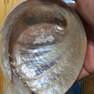 Natural Abalone Shell for Crafting, Home Decor, and Jewelry Display - Iridescent Seashell with Stunning Pearl Colors