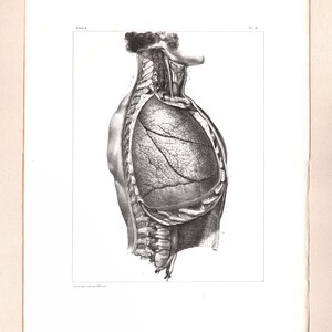 Anatomical plate – Right lung, external surface – Bourgery & Jacob – Plate 3 – 1866–1867