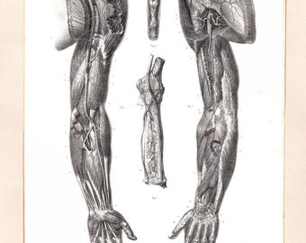 1877年アンティーク手彩色版画 - 「Atlas d'Anatomie Descriptive