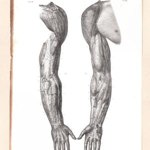 Puede incluir: Ilustración anatómica vintage de dos brazos, mostrando venas y músculos detallados. La impresión en blanco y negro está sobre papel envejecido, con los brazos uno al lado del otro. Las manos están abiertas, un estudio médico.