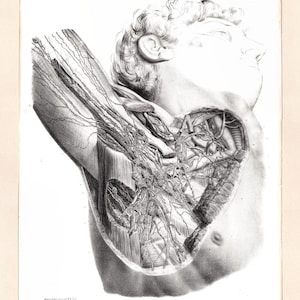 May include: Anatomy illustration of a human torso and arm, showing internal structures. The black and white print depicts the circulatory and nervous systems, with detailed shading and cross-sections. The image is a vintage medical illustration.