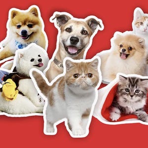Adesivi personalizzati per animali domestici