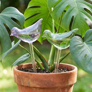 Puede incluir: Dos regadores de plantas con forma de pájaro de cristal, uno morado y otro verde, se insertan en una maceta de terracota con una planta verde. Los regadores están llenos de agua y tienen tallos largos y transparentes.