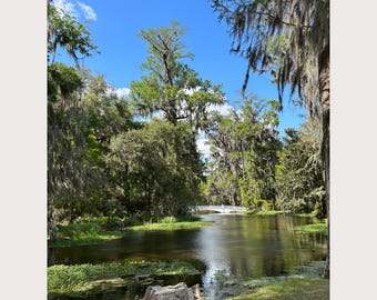 Charleston South Carolina Digital Download | Scenic Landscape Wall Art | Printable Garden Photography | Magnolia Plantation and Garden Print