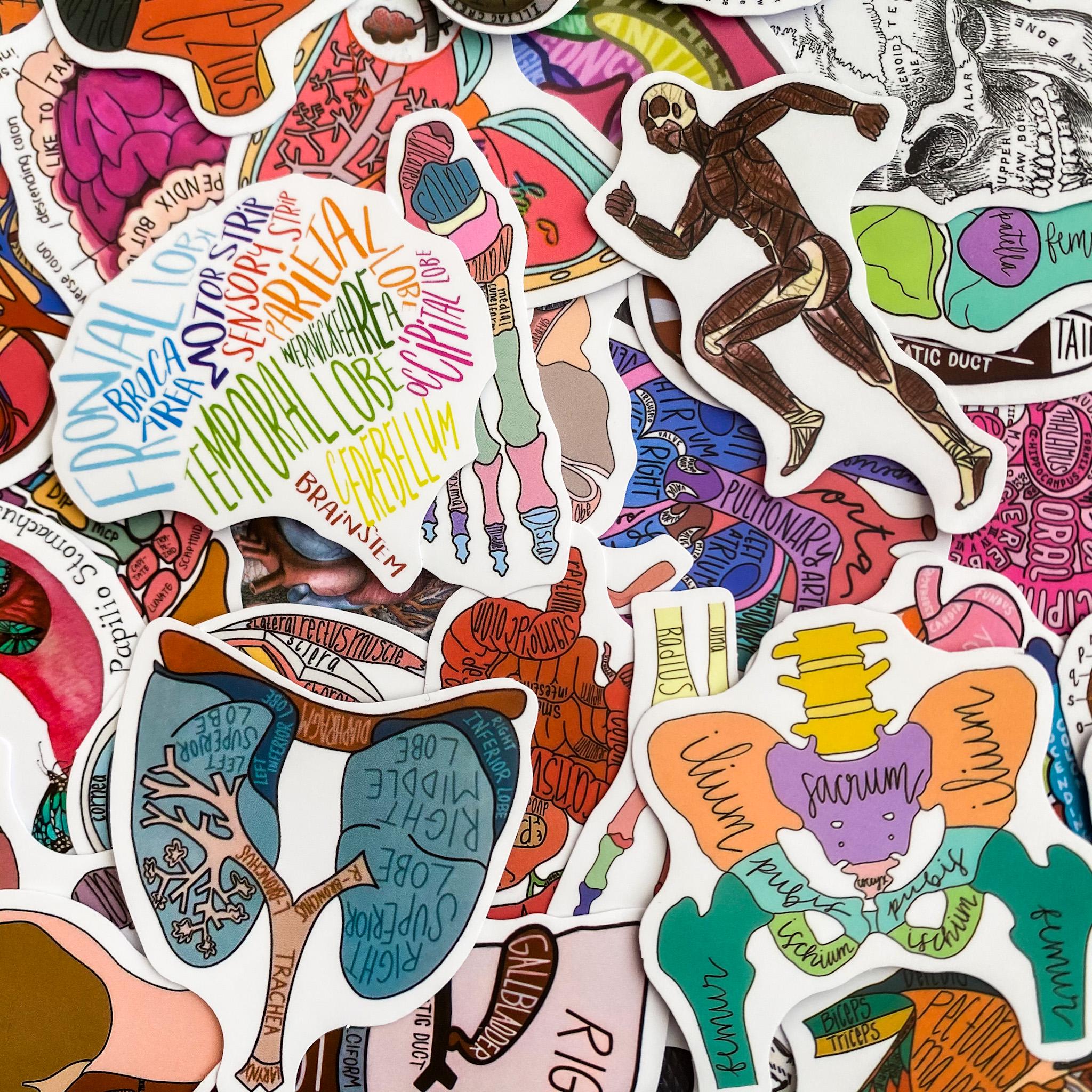 Sticker Humen 50 Random Anatomy Stickers, Medical Study Stickers, Waterproof ...