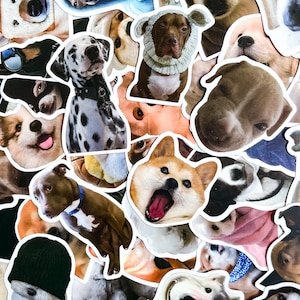 Pack de 50 autocollants pour chiens, autocollants rigolos pour animaux de compagnie, autocollants imperméables mignons pour chiens, Stickers chiots pour ordinateur portable, journal, lot d'autocollants pour chiens