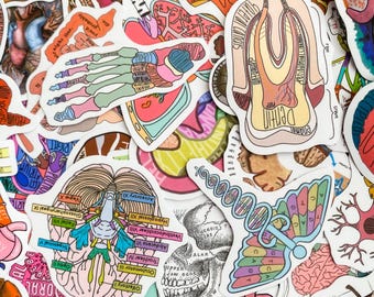 50 Random Anatomy Stickers, Medical Study Stickers, Waterproof Educational Journal Stickers, Educational Human Body Stickers for Learning