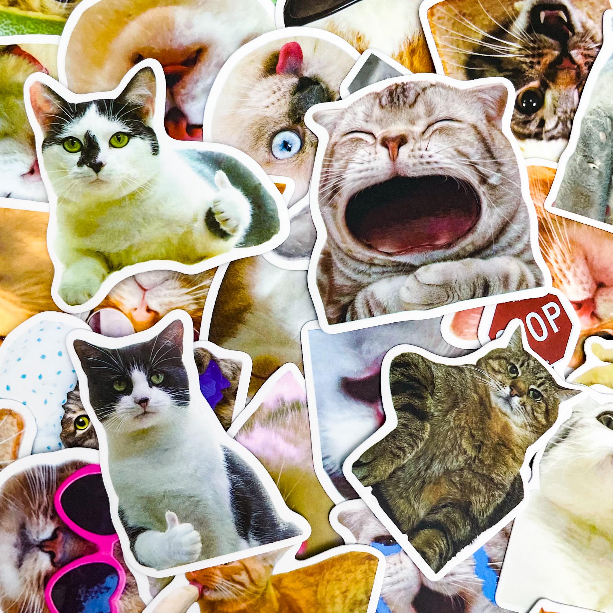 50PCS Cat Lover Sticker Pack, Funny Meme Stickers, Playful Feline ...