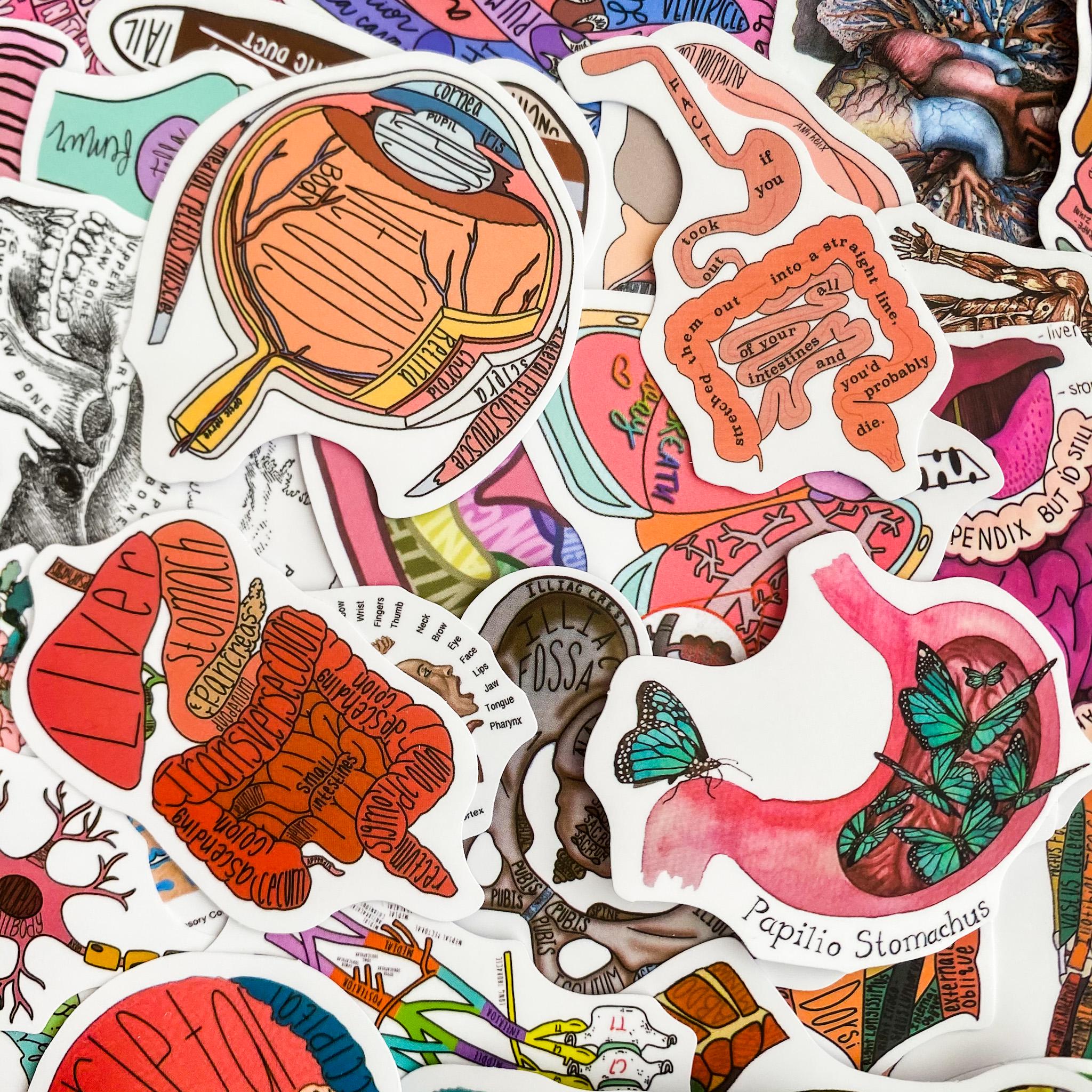Sticker Humen 50 Random Anatomy Stickers, Medical Study Stickers, Waterproof ...