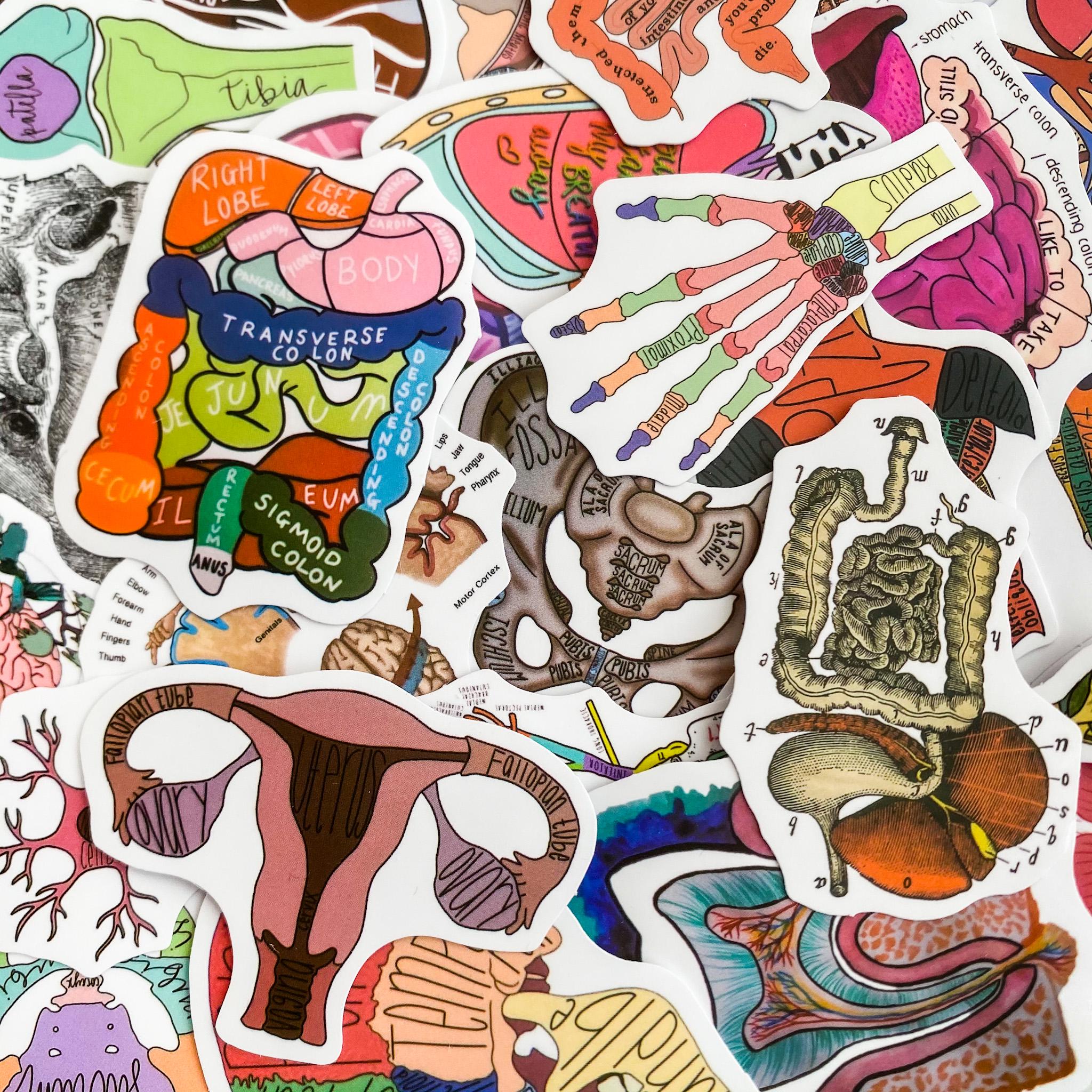 Humanities Study Sticker 50 Random Anatomy Stickers, Medical Study Stickers, Waterproof ...