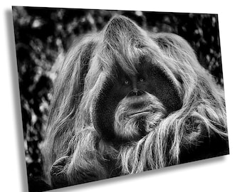 Majestueus orang-oetanportret: zwart-witafdruk voor natuurfotografie