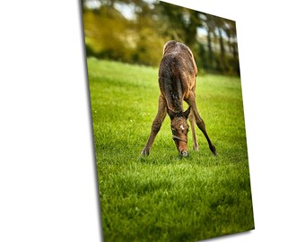 Irish Pony Art Print: County Kildare Horse Photo, Equestrian Gift