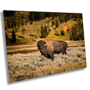 Yellowstone Bison Canvas Art: Fall Landscape Wall Decor