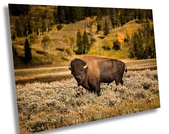 Yellowstone Bison Canvas Art: Fall Landscape Wall Decor