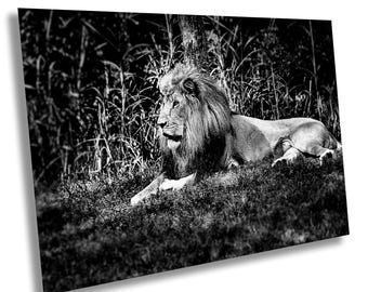 Majestic Lion Portrait: Black and White King of the Jungle Art