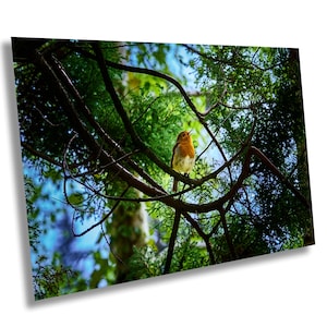 European Robin, Powerscourt Gardens, bird photography, Ireland wildlife, Wicklow Mountains, garden photography, nature photography, wildlife portrait, Irish landscapes, outdoor photography, robin in nature, serene garden, gift