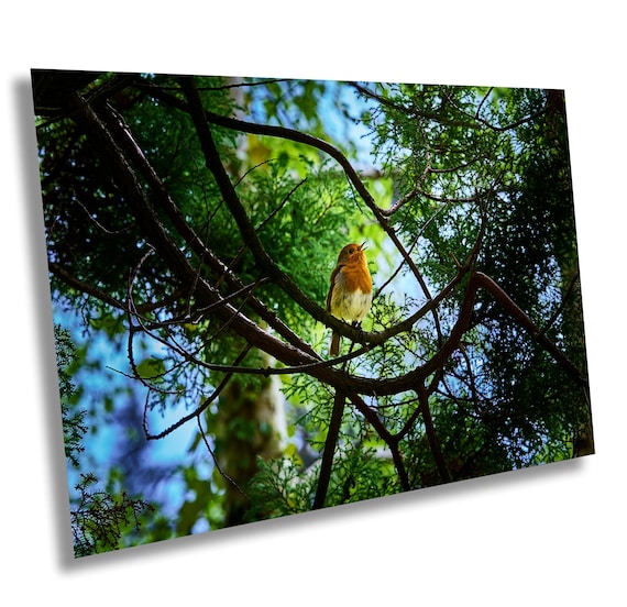 European Robin Print: Powerscourt Gardens, Ireland Bird Photography | Wall Decor