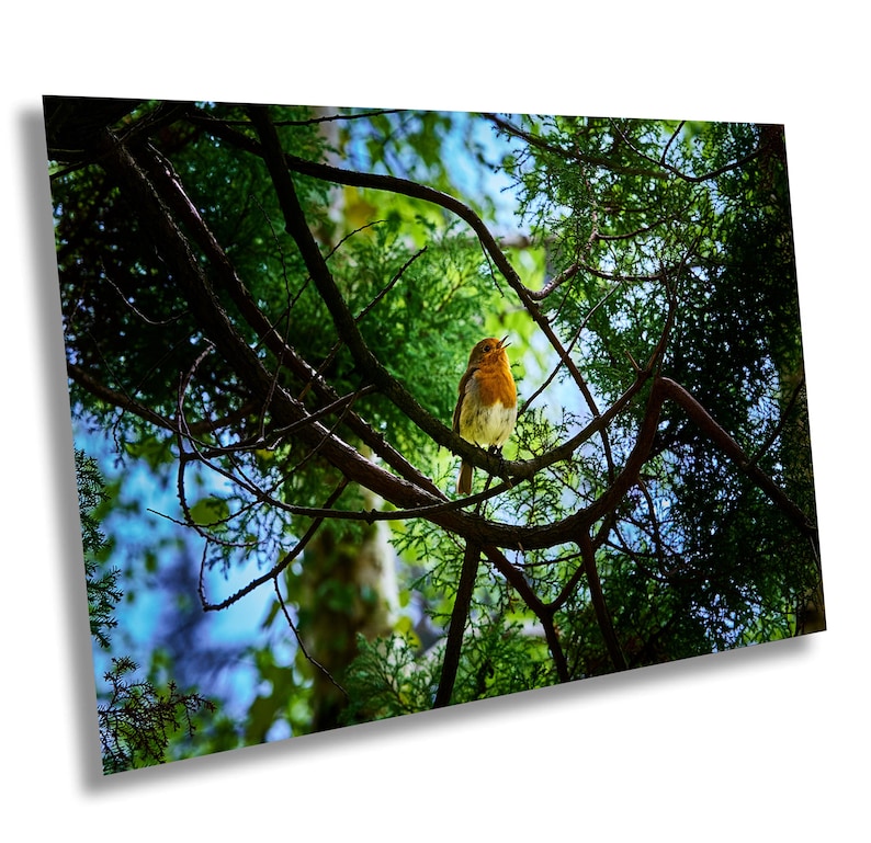 European Robin, Powerscourt Gardens, bird photography, Ireland wildlife, Wicklow Mountains, garden photography, nature photography, wildlife portrait, Irish landscapes, outdoor photography, robin in nature, serene garden, gift