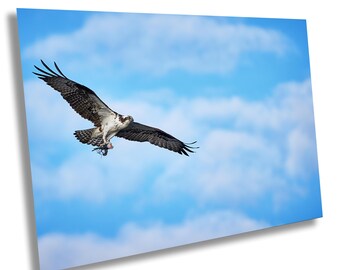 Osprey with Fish Print: Majestic Bird of Prey Wall Art