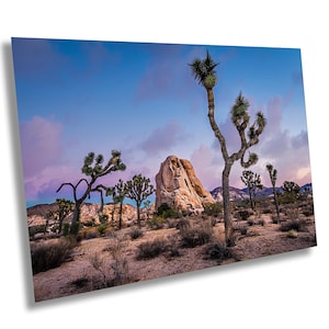 May include: A landscape photograph featuring Joshua trees and a large rock formation under a colourful sky. The scene is set in a desert environment, with the trees and rock illuminated by the soft light of dawn or dusk. The sky transitions from blue to pink.