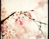 Sakura - impresión del arte fino - TTV - fotografía de naturaleza - TFTeam