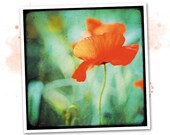 Coquelicot dansant - Nature - photo d'art signée 20x20cm 