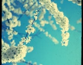 Blancheur Printaniere - Fine Art Print - Nature Photography - For Tree Lovers - Etsy Wall Art - TFTeam