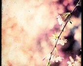 Morning Light - Fine Art Print - Nature Photography -  TTV - Say It With Flowers - Etsy Wall Art - TFTeam