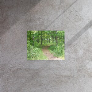 May include: A winding path through a lush green forest with tall trees and dappled sunlight. The path leads to a clearing in the distance.