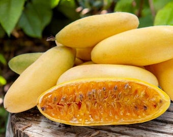 Passiflora mollissimaの種子、パッションフルーツバナナ、珍しい新鮮な種子、ジューシーな果実100％オーガニック