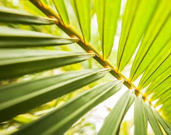 ヤシの木は新鮮な種子を増殖させます、100％オーガニック