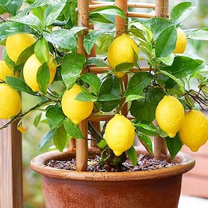 Puede incluir: Un limonero en maceta con limones amarillos brillantes y hojas verdes. El árbol está sostenido por un enrejado de madera y se encuentra en una maceta de terracota. Los limones miden unos 7.6 cm de diámetro.