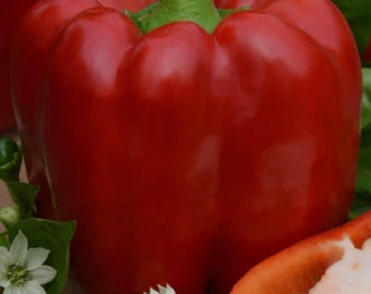 有機種子コショウ「ロベルティーナ」（Capsicum annuum）