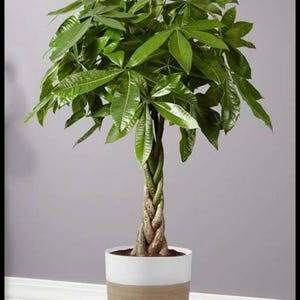 以下が含まれることがあります： 白と茶色の鉢に入ったマネー ツリーの植物。植物は編みこみの幹と鮮やかな緑の葉を持っています。鉢は白い上部と、質感のある明るい茶色のベースです。植物は灰色の壁を背景に屋内にあります。