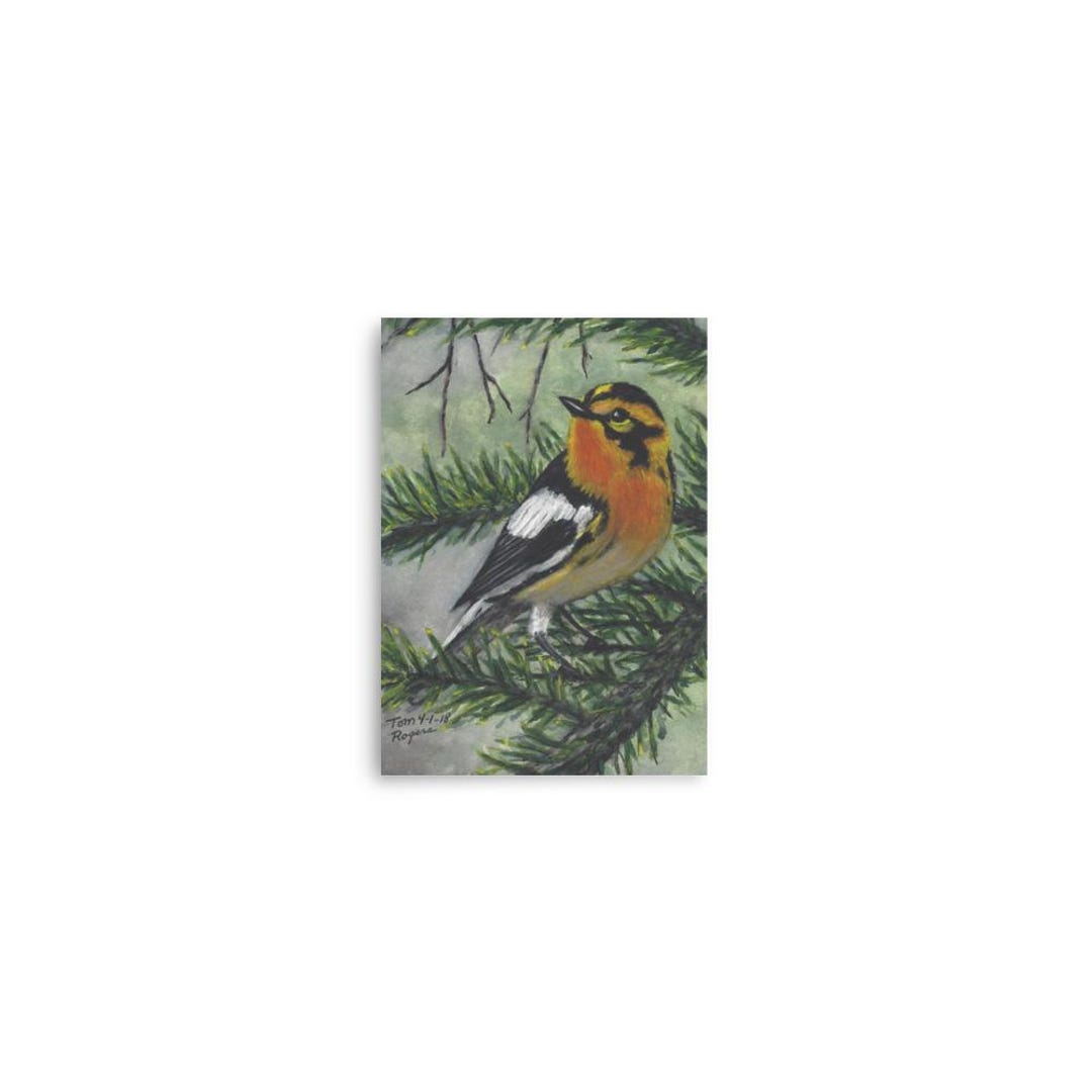 Western Tanager Watercolor Art Print – Pine Branch Bird Wall Decor ...