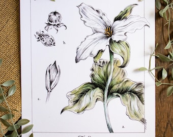 Trillium Botanical Flower Illustration | 8x10 Matted Scientific Nature Art Print | Floral Vintage
